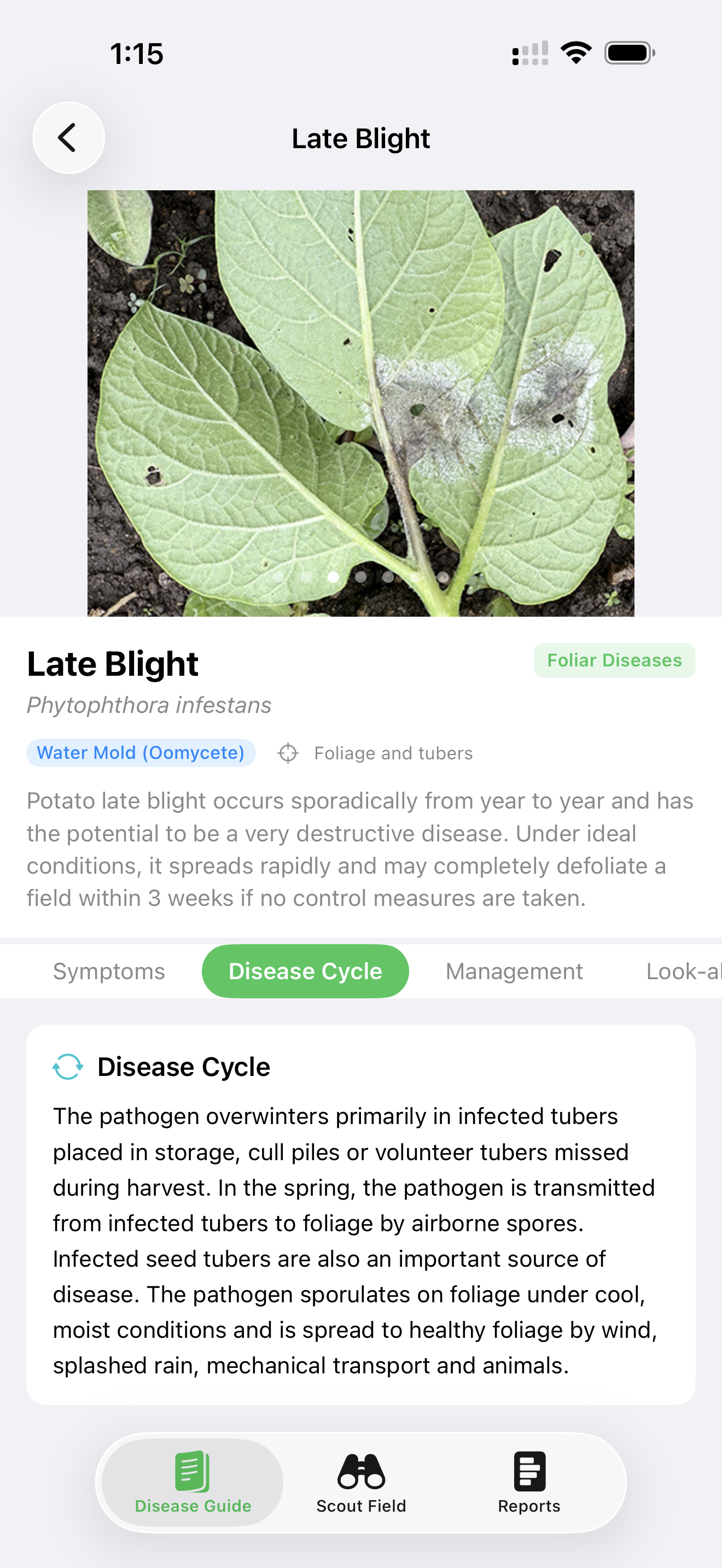 SpudScout disease guide entry for Late Blight, showing a leaf with sporulating lesions and the Disease Cycle tab open